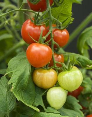 How to tie a tomato in a greenhouse: advice to gardeners