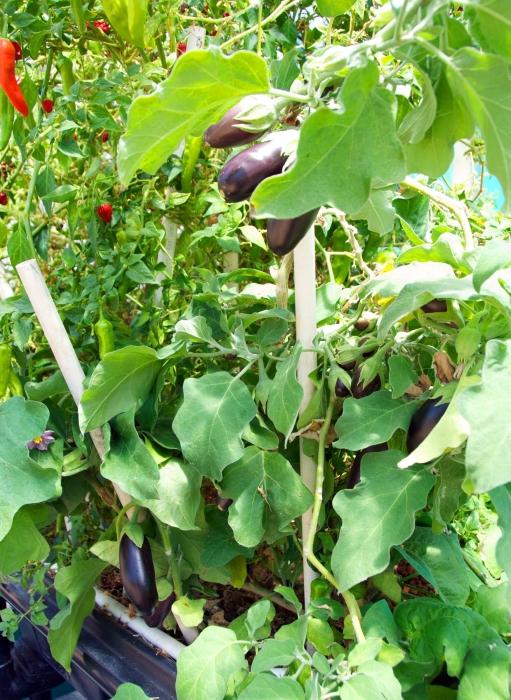 How to grow aubergines in a greenhouse: the features of planting and care
