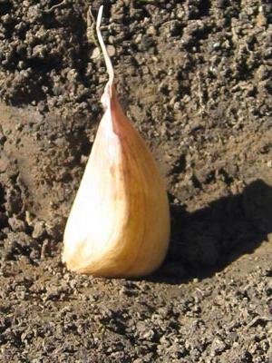how to plant garlic in spring