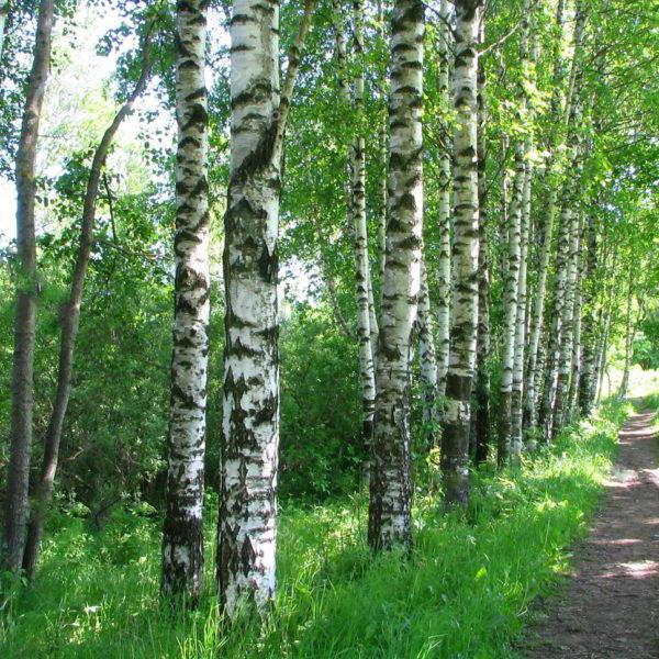 charcoal birch producers