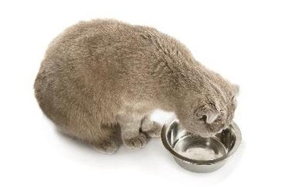 How much can a cat live without food and water?