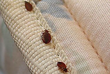 How to deal with bed bugs. Good advice