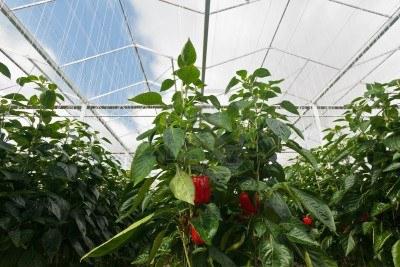 How to grow pepper in a greenhouse: tips and tricks