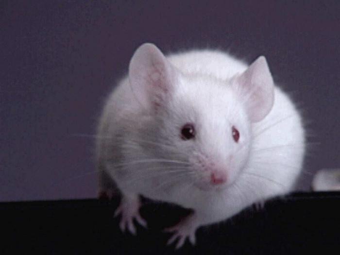 Dream Interpretation: why white rats dream