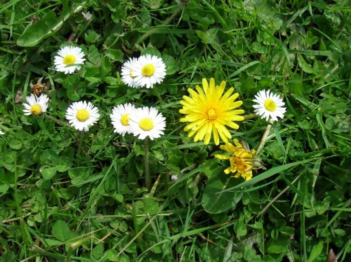 How to make a tincture of dandelions on vodka
